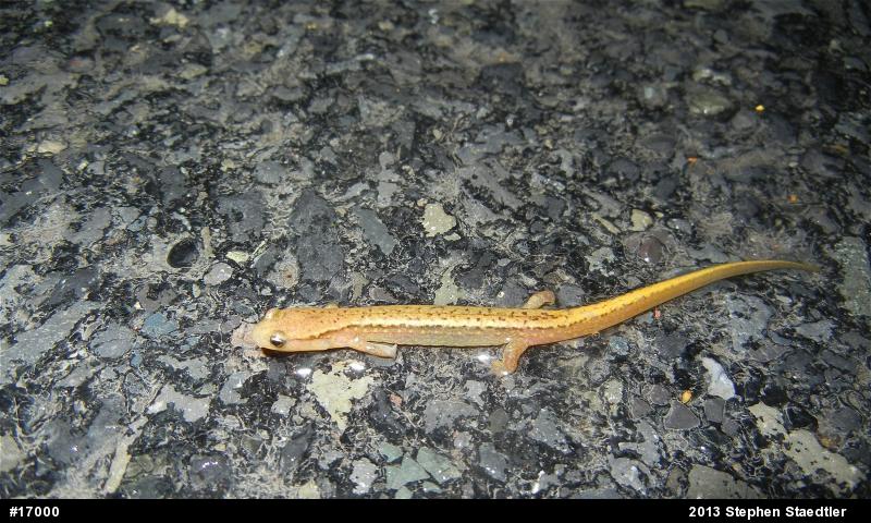 Northern Two-lined Salamander