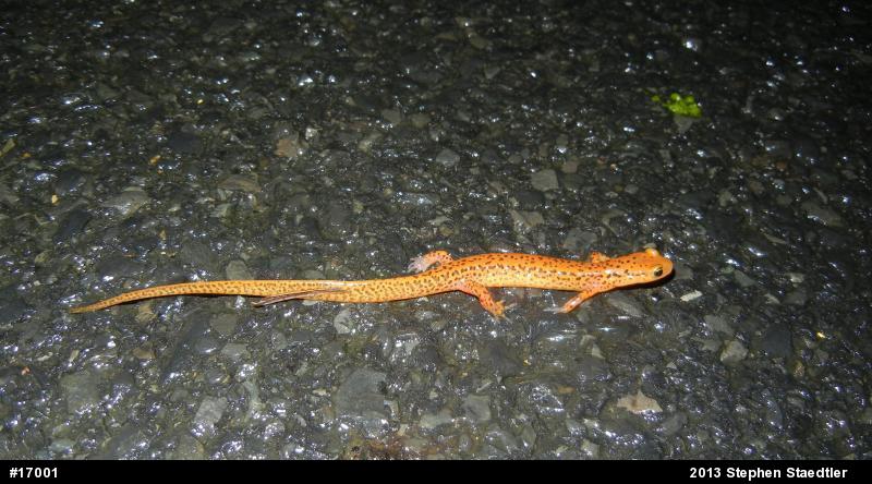 Eastern Long-tailed Salamander