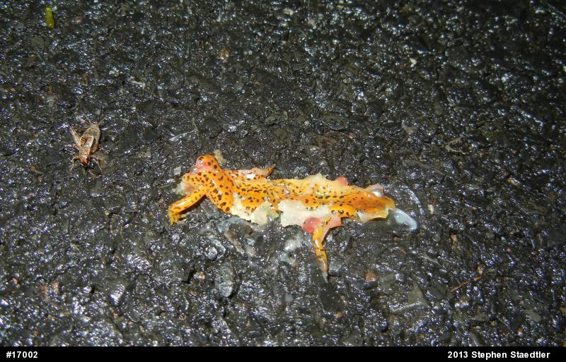 Eastern Long-tailed Salamander