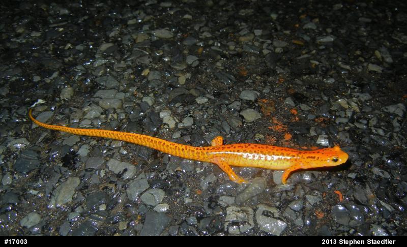 Eastern Long-tailed Salamander