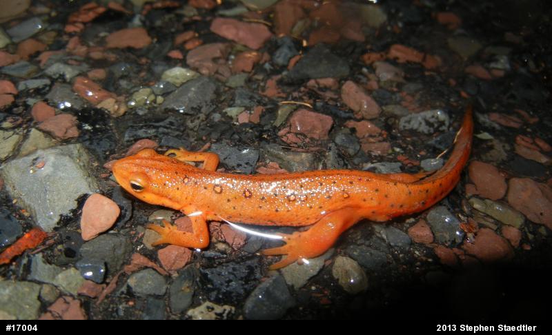Red-spotted Newt