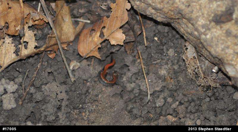 Eastern Red-backed  Salamander