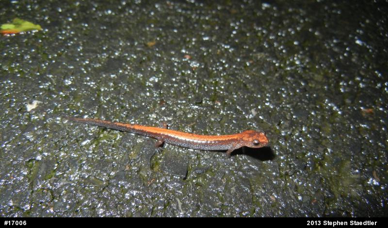 Eastern Red-backed  Salamander