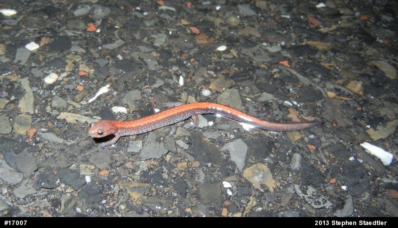 Eastern Red-backed  Salamander