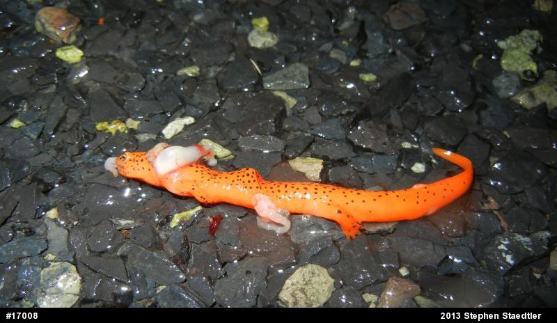 Northern Red Salamander