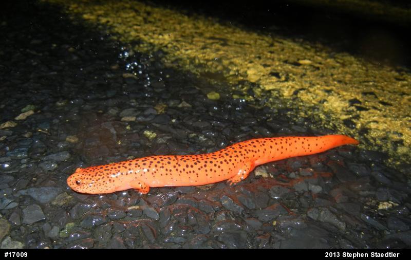 Northern Red Salamander