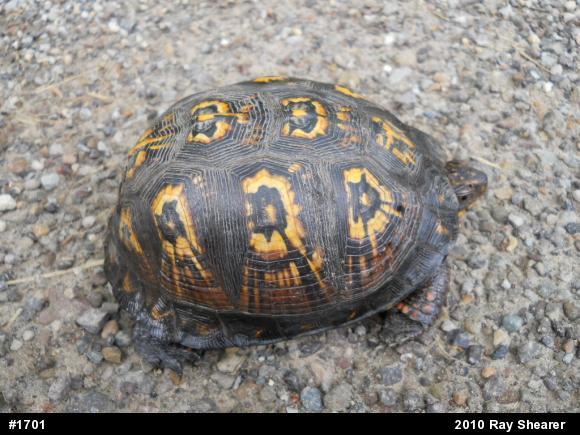 Eastern Box Turtle