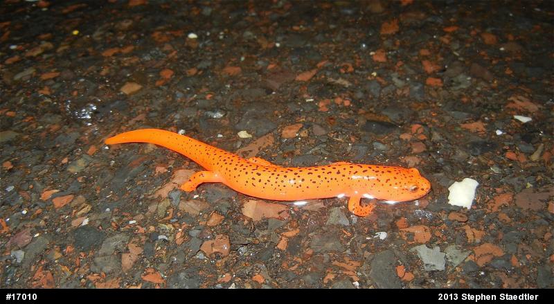Northern Red Salamander