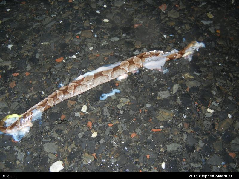 Northern Copperhead