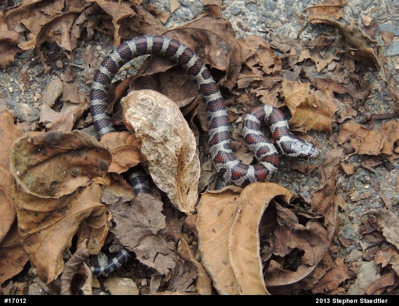 Eastern Milksnake