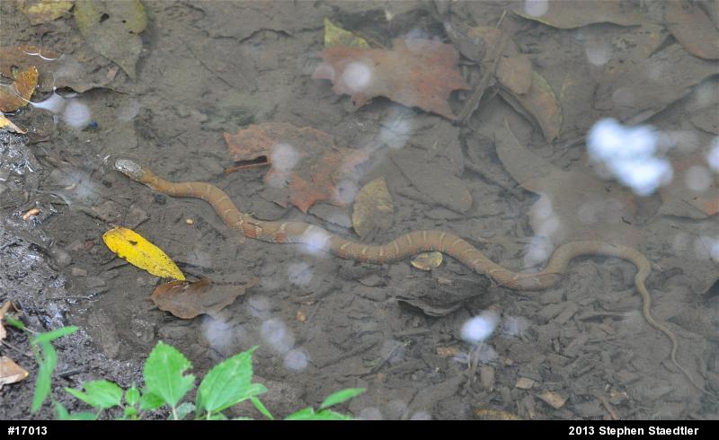 Northern Watersnake