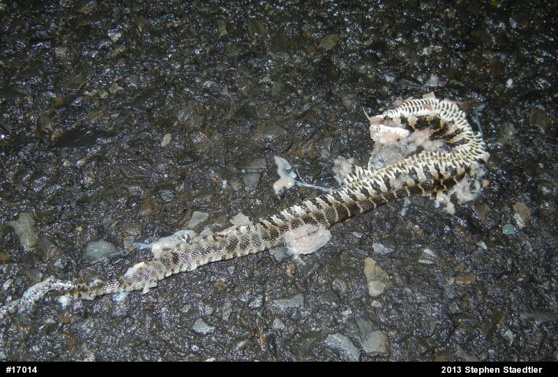 Northern Watersnake