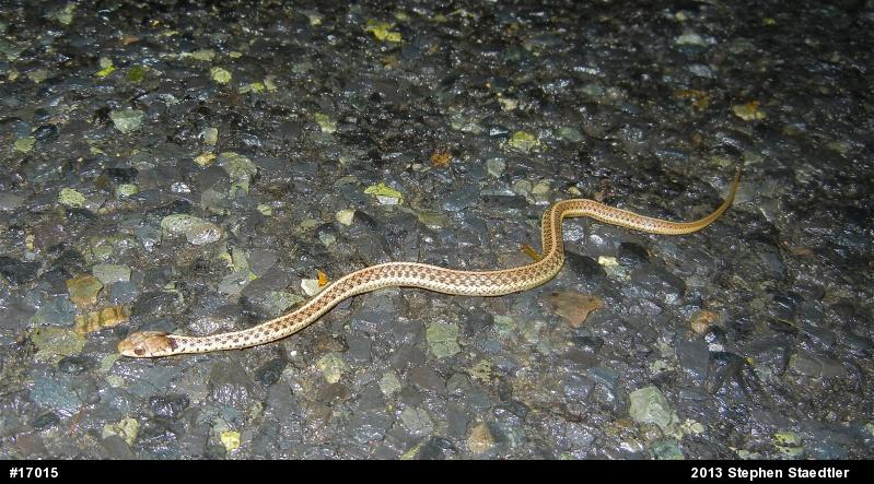 Eastern Gartersnake