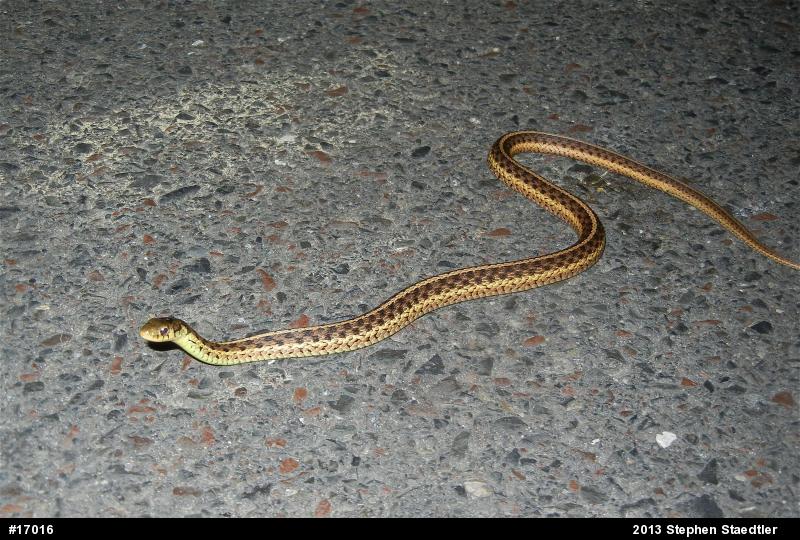 Eastern Gartersnake