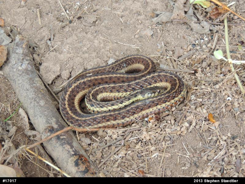 Eastern Gartersnake