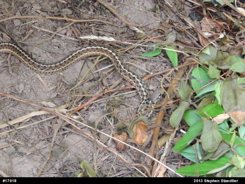 Eastern Gartersnake