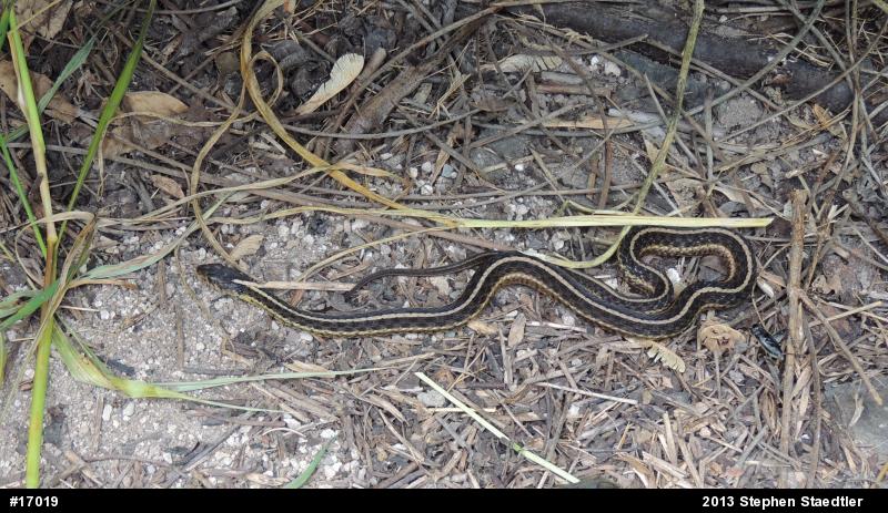 Eastern Gartersnake