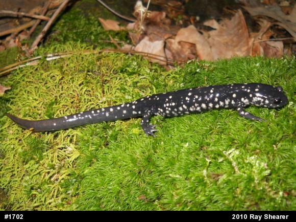Northern Slimy Salamander