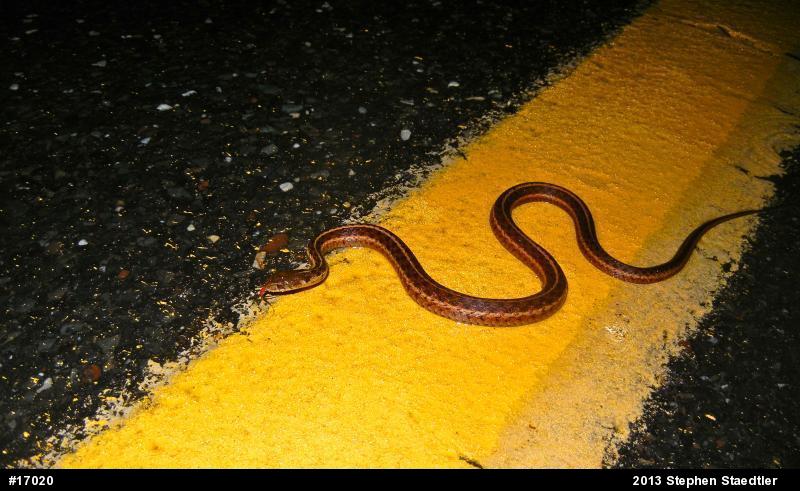 Eastern Gartersnake