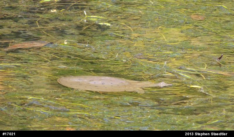 Eastern Spiny Softshell