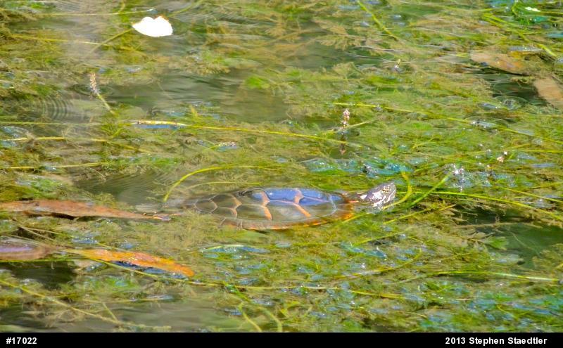 Eastern Painted Turtle