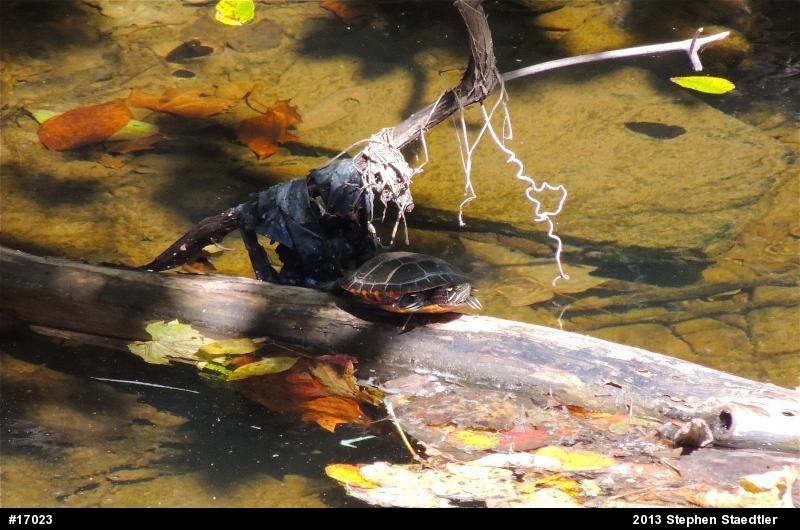 Eastern Painted Turtle