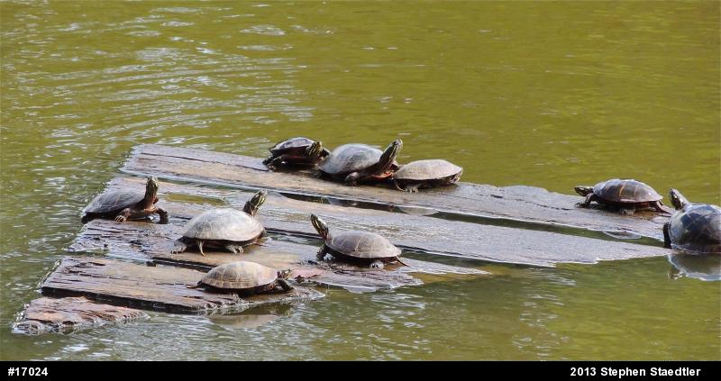 Eastern Painted Turtle