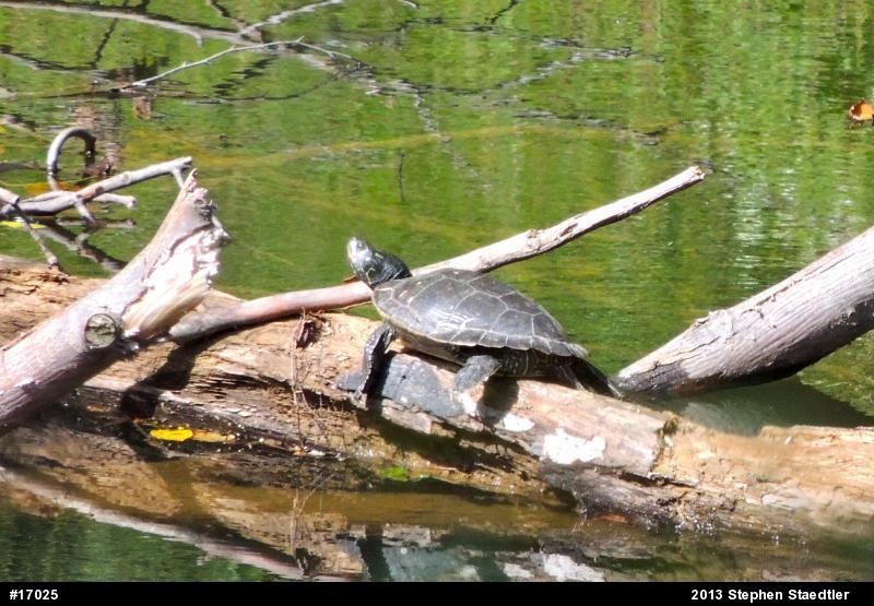 Northern Map Turtle