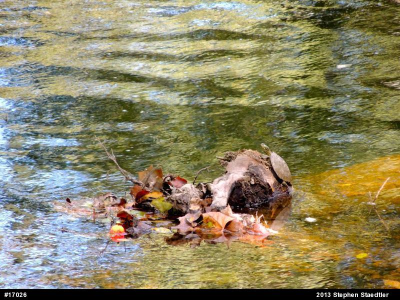 Northern Map Turtle