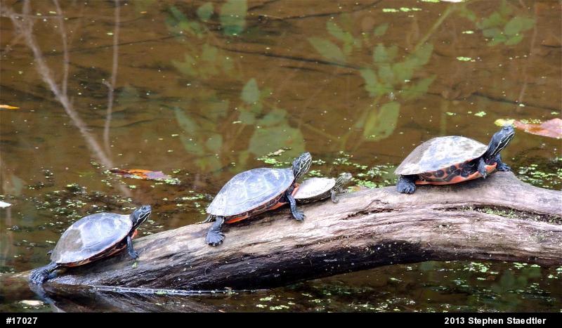 Northern Map Turtle