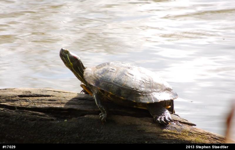 Red-eared Slider