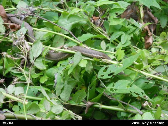Queensnake