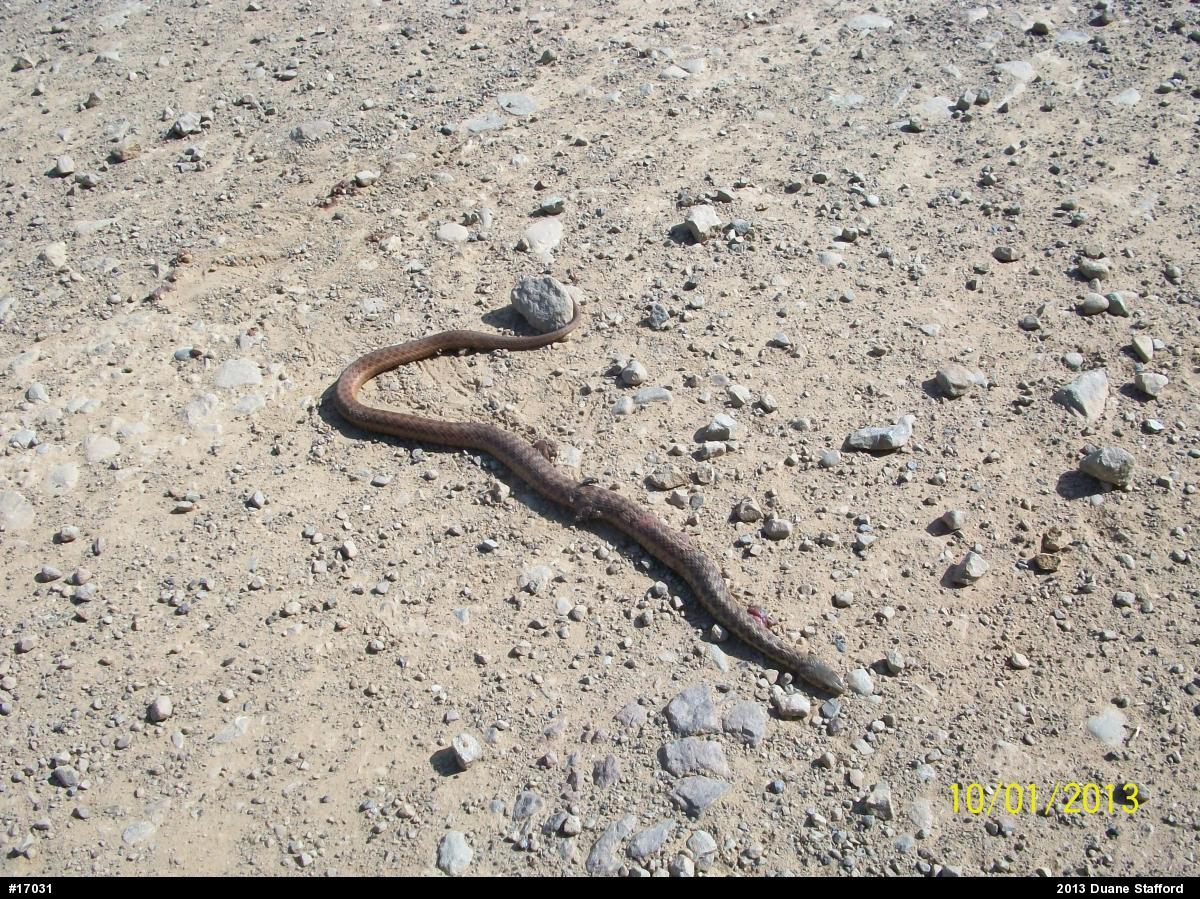 Eastern Gartersnake