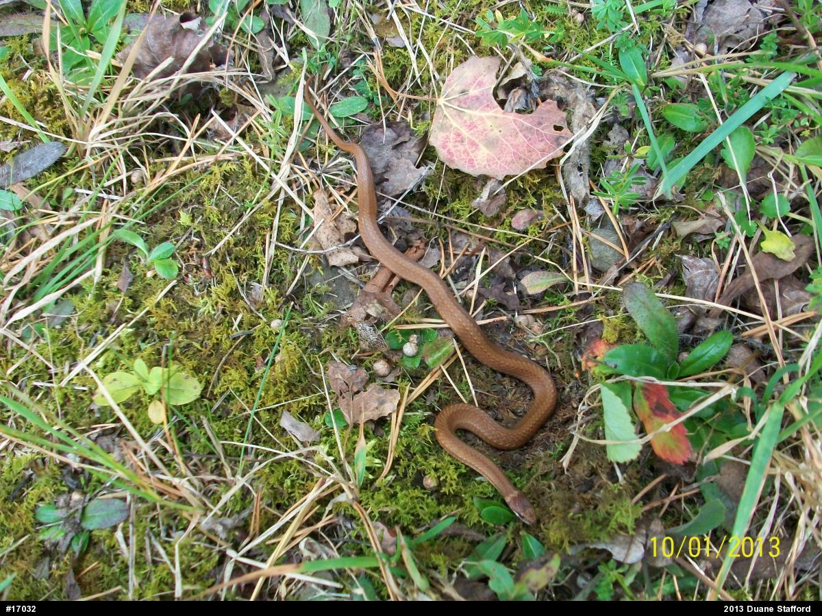Red-bellied Snake