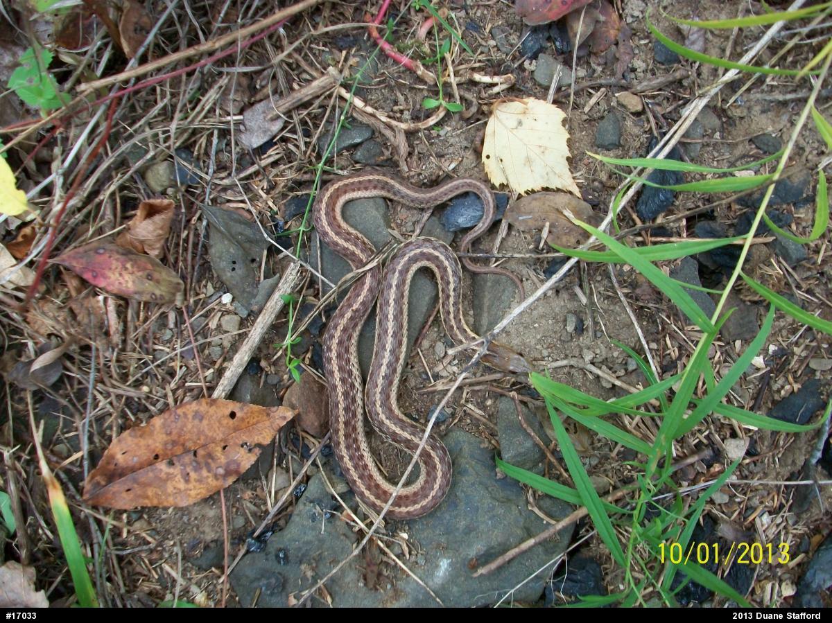 Eastern Gartersnake