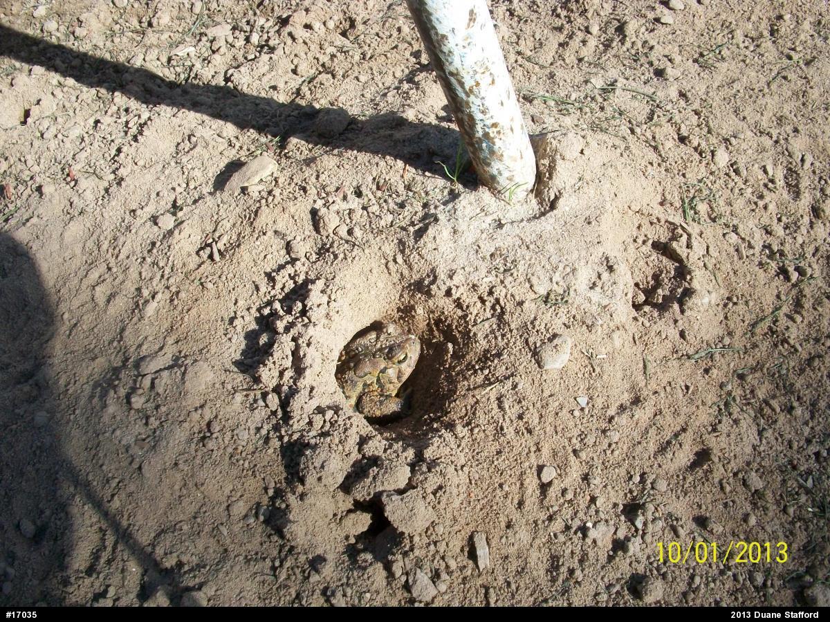 Eastern American Toad