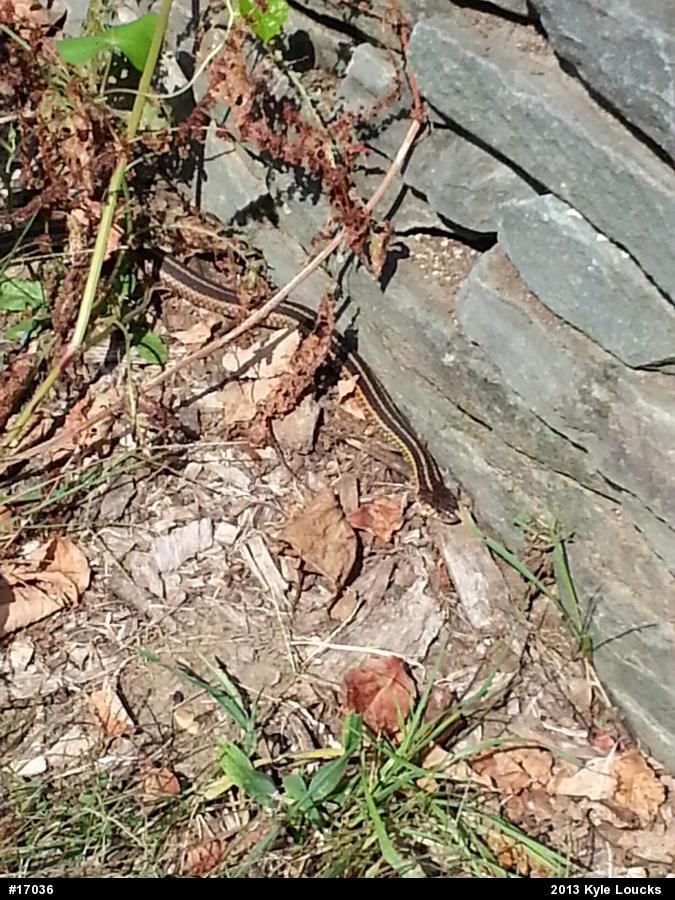 Eastern Gartersnake