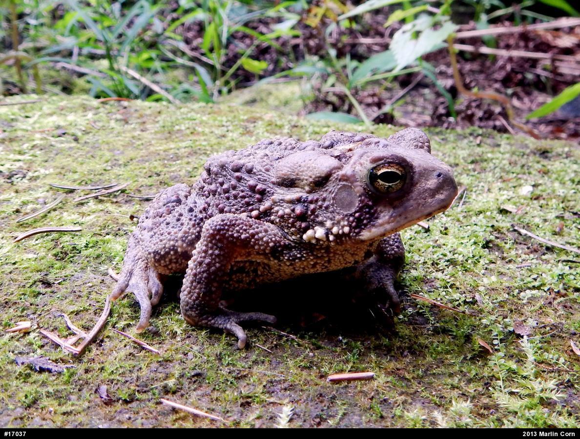 Eastern American Toad