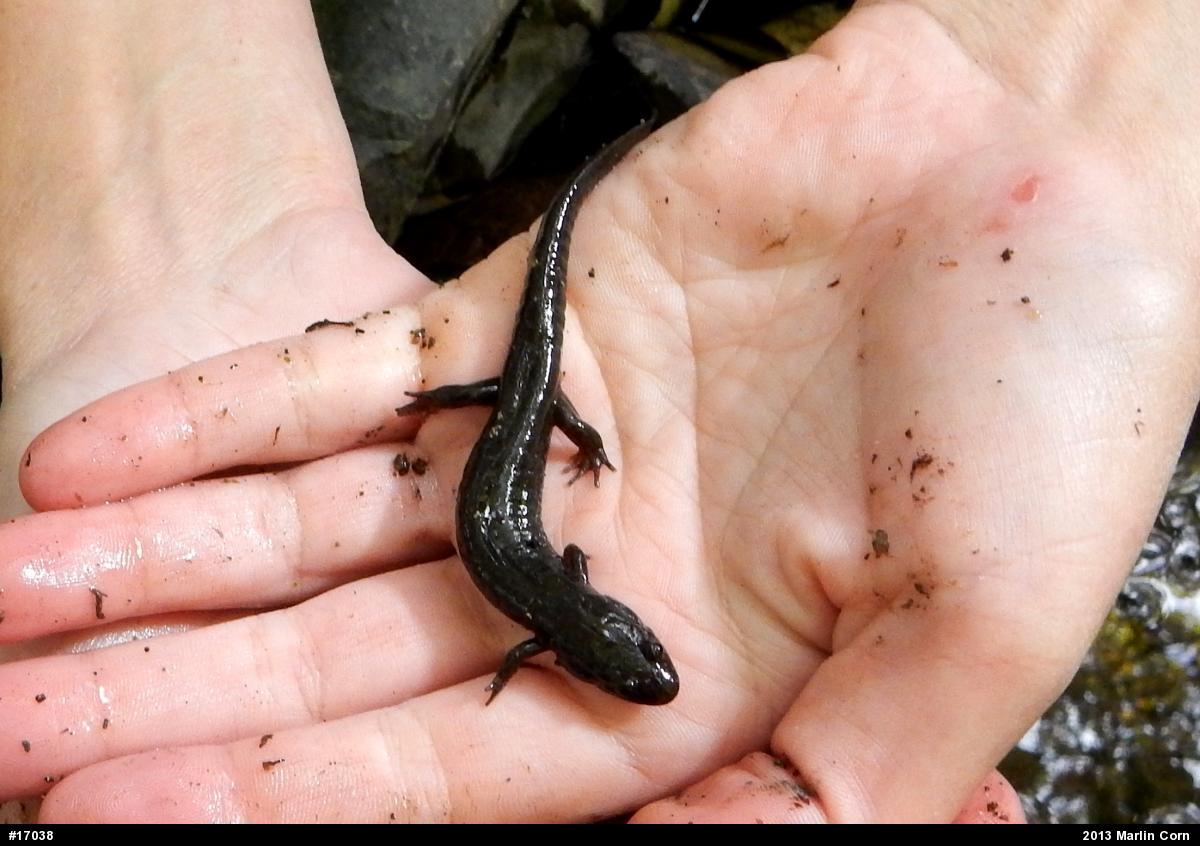 Northern Dusky Salamander