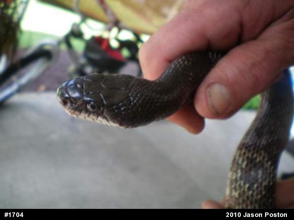 Eastern Ratsnake