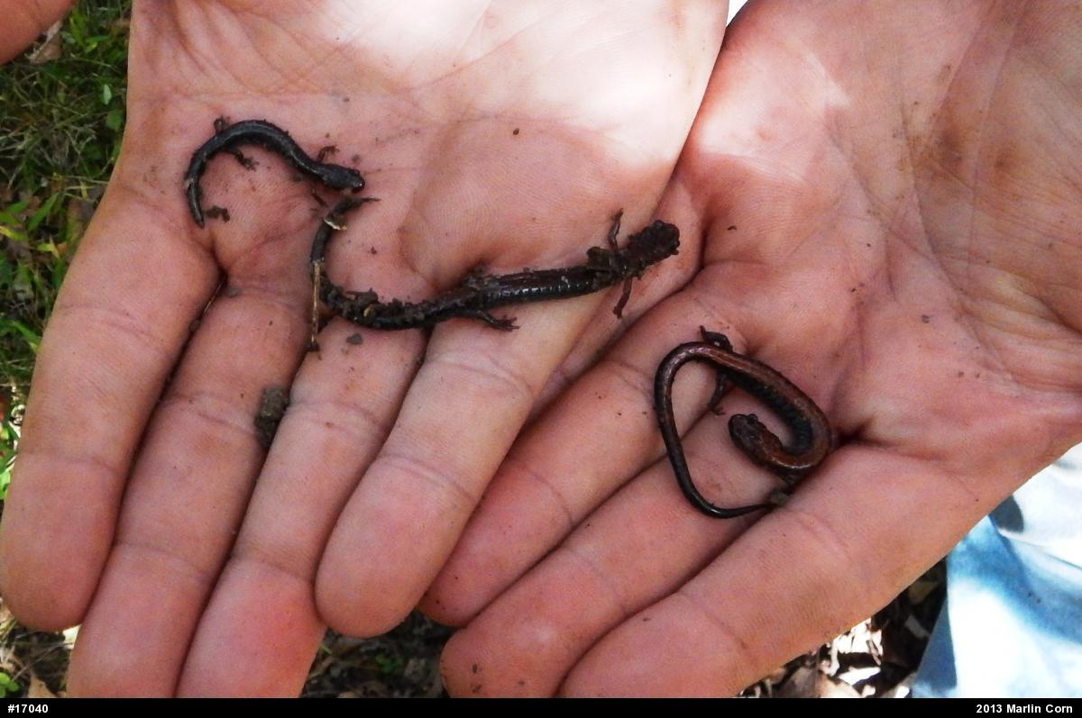 Eastern Red-backed  Salamander