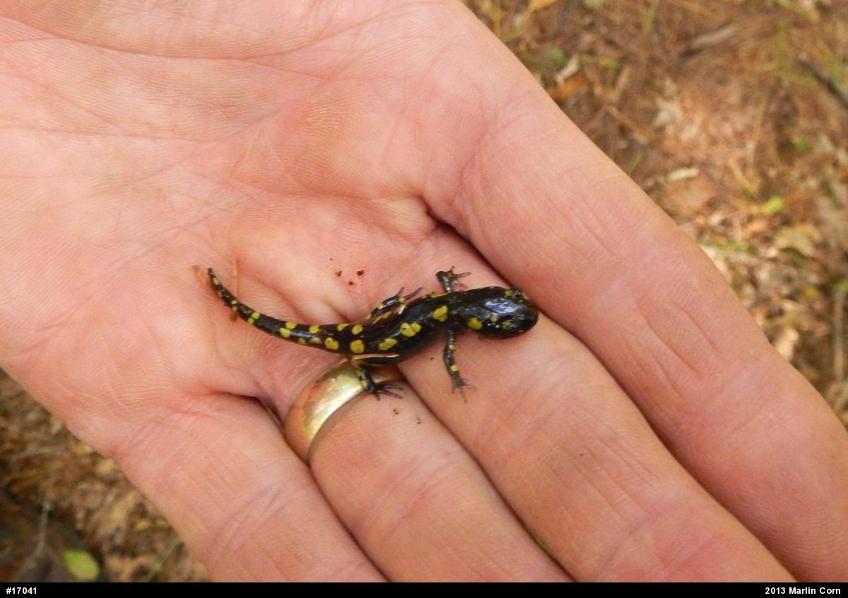 Spotted Salamander
