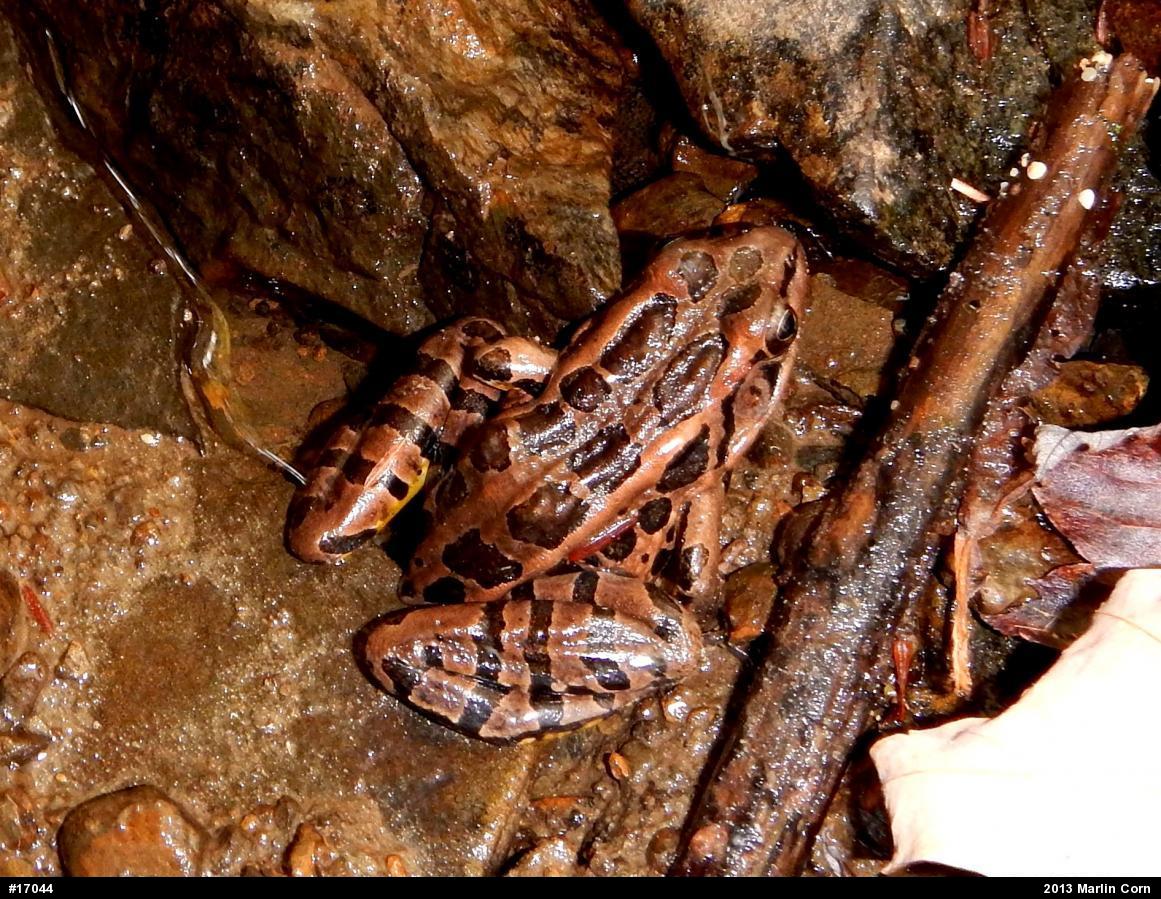 Pickerel Frog