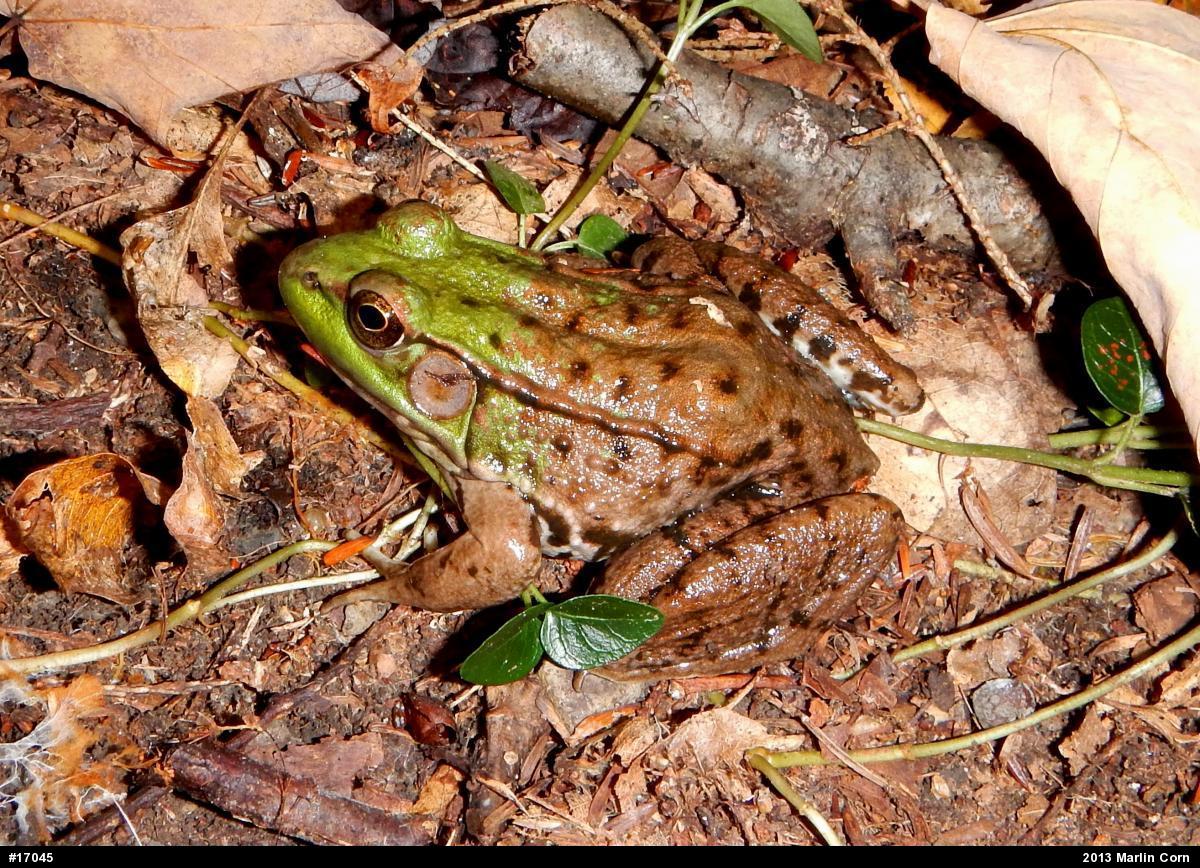 Green Frog