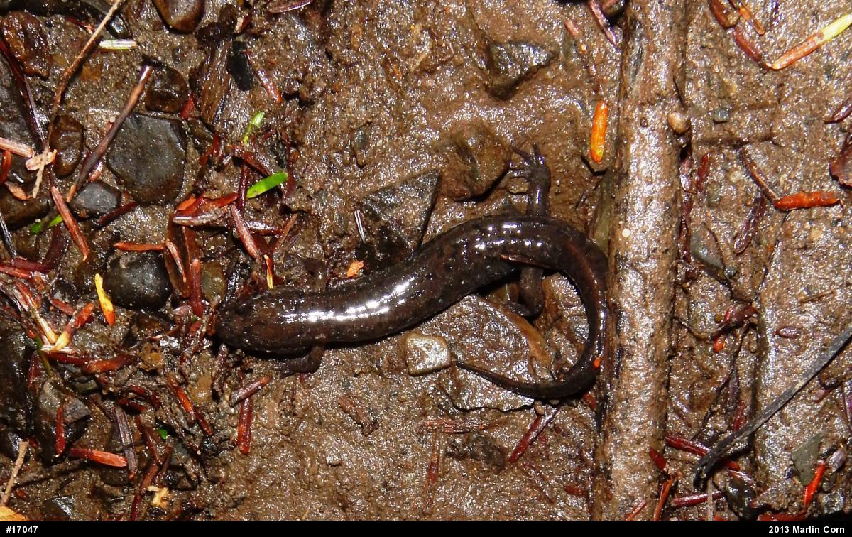 Northern Dusky Salamander