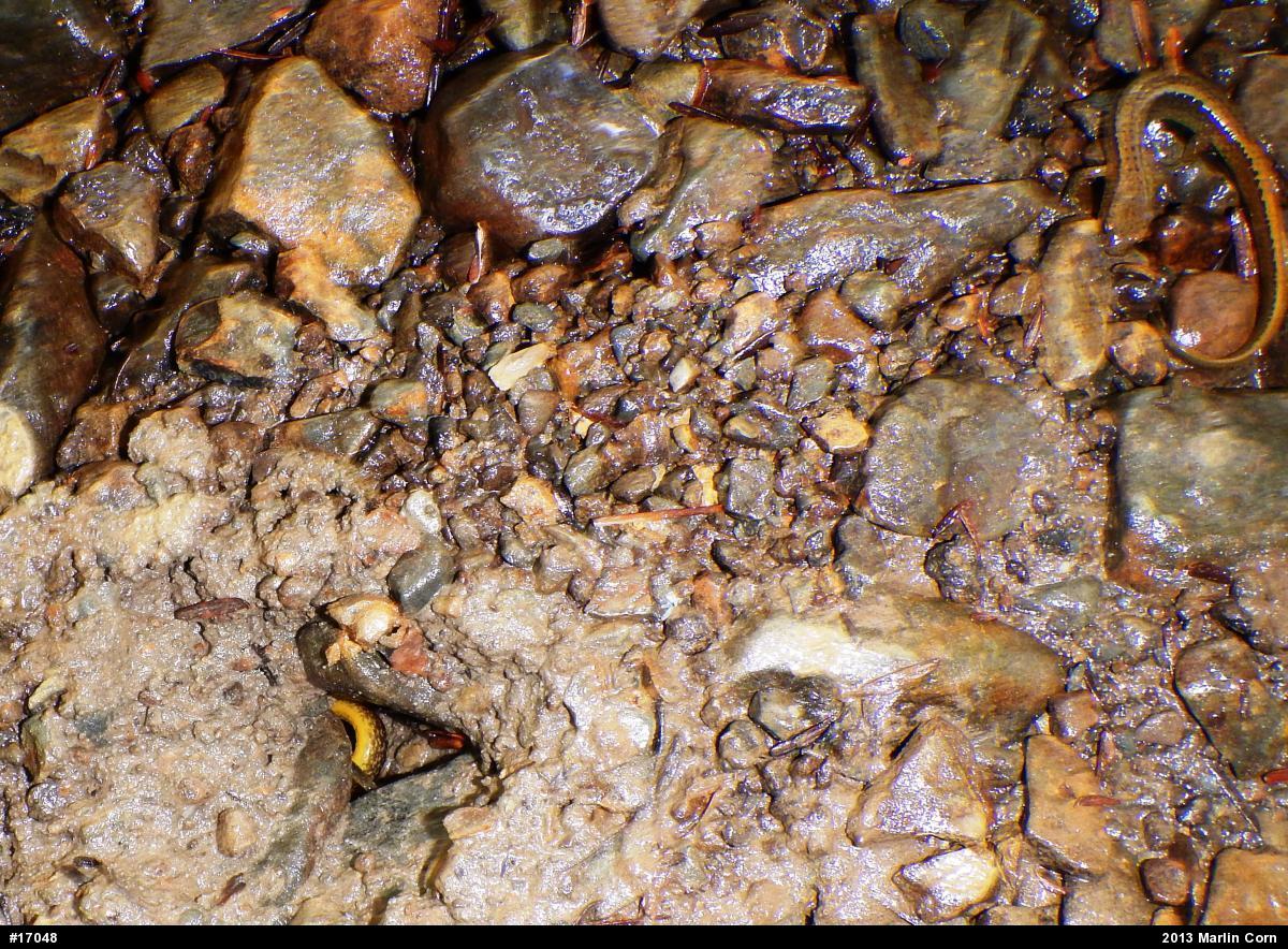 Northern Two-lined Salamander