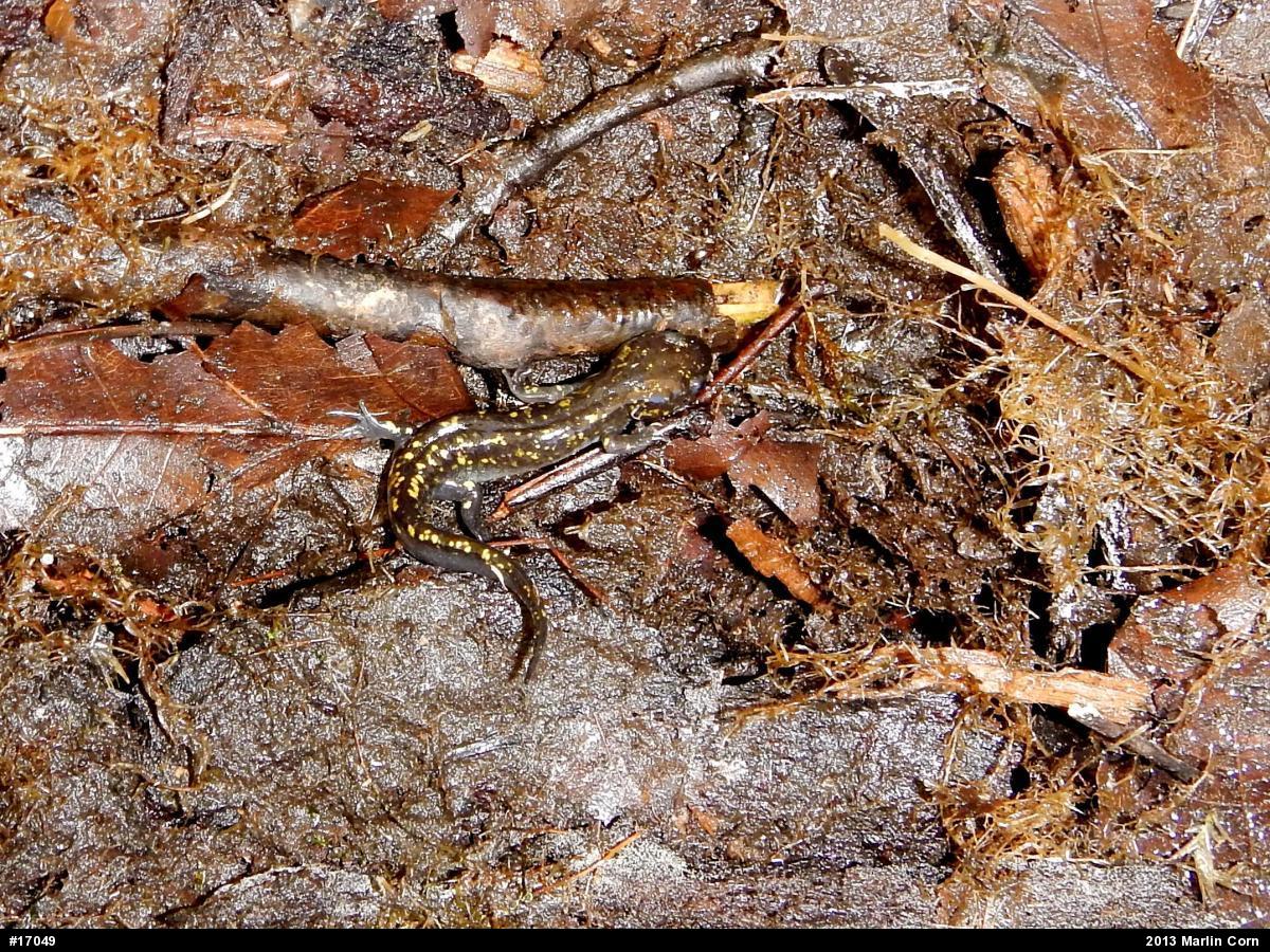 Spotted Salamander