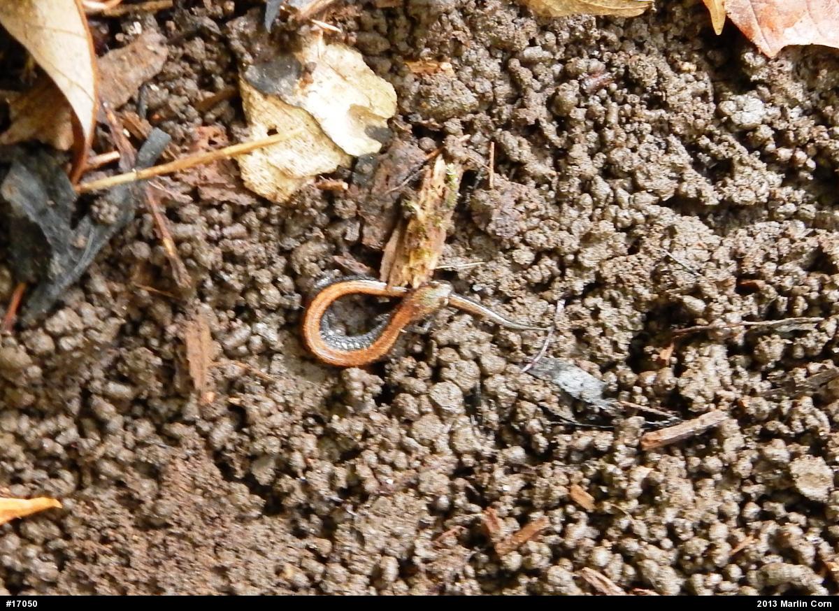 Eastern Red-backed  Salamander