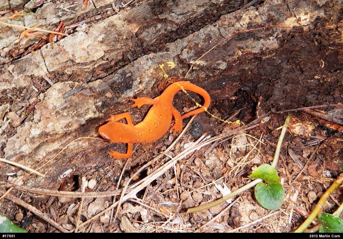Red-spotted Newt