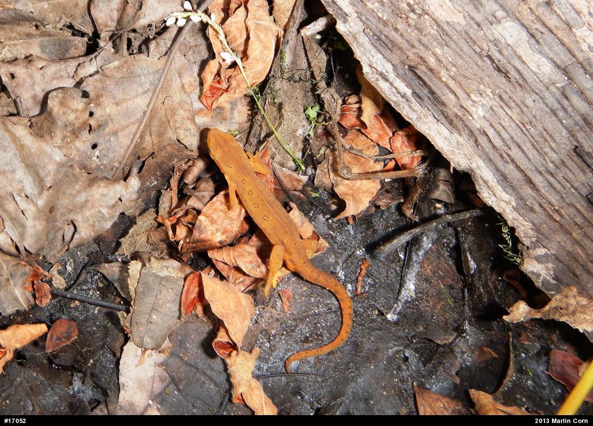 Red-spotted Newt